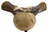 Huge, Fossil Mosasaur (Tylosaurus) Vertebra With Stand - Texas #316016-4